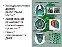 Деление растительной клетки