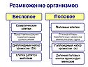 Характеристика митоза
