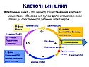 Клеточный цикл