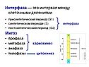 Интервал между клеточными делениями