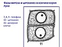 Телофаза