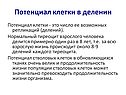 Потенциал клетки в делении