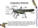 Внешнее строение