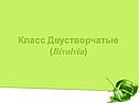 Класс Двустворчатые