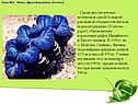 Характеристика типа Моллюски