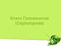 Класс Головоногие