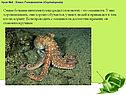 Осьминоги
