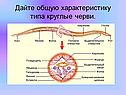 Дайте общую характеристику типа круглые черви