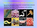 Характеристика типа кольчатых червей