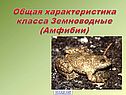 Общая характеристика класса Земноводные