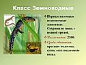 Класс Земноводные