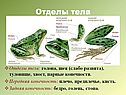 Отделы тела