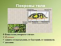 Покровы тела