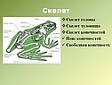 Скелет