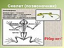 Позвоночник