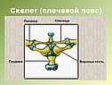 Плечевой пояс