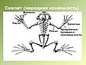 Передняя конечность