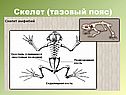 Тазовый пояс