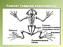 Задняя конечность