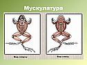 Мускулатура