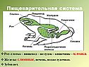 Пищеварительная система