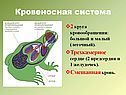 Кровеносная система