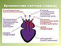 Кровеносная система (сердце)