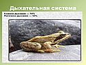 Дыхательная система
