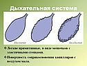 Легкие