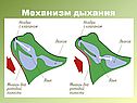 Механизм дыхания