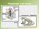 Характеристика земноводных