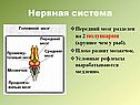 Передний мозг