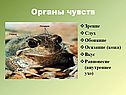 Органы чувств