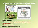 Зрение