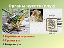 Слух