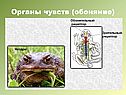 Обоняние