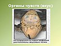 Вкус