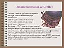Эндоплазматическая сеть (ЭПС)