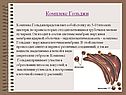 Комплекс Гольджи