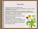 Пластиды