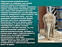 Замечательно устройство ноги хоботных: на подошве, под кожей, имеется
