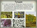 Тундра