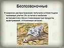 Беспозвоночные