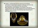 Альпийские типы мягкотелых