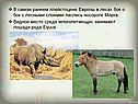 Носороги Мерка