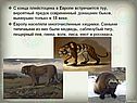Предок современный домашних быков