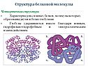 Структура белковой молекулы
