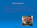 Домашние цветы