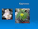 Картинки