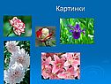 Картинки